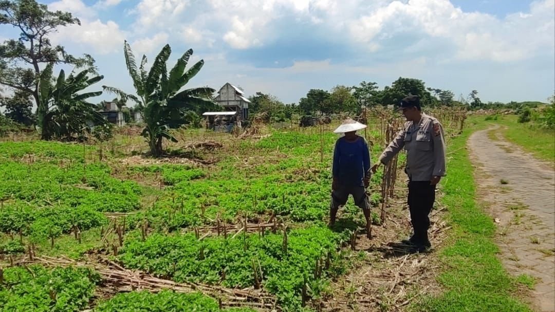 Bersinergi Dengan Masyarakat Bhabinkamtibmas Polsek Bungah turut andil Dalam kegiatan pertanian di Desa Melirang.