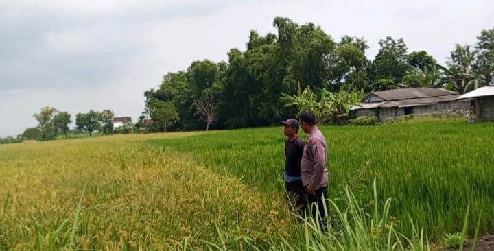 Polri Hadir untuk Petani, Bhabinkamtibmas Desa Tenggor Perkuat Ketahanan Pangan