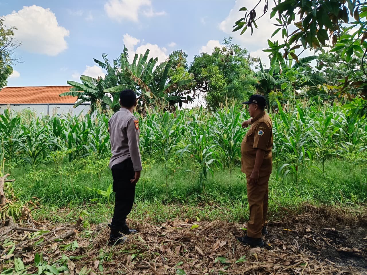 Bhabinkamtibmas Polsek Driyorejo Bersinergi Masyarakat Dukung Ketahanan Pangan Lewat Pendampingan Petani Jagung di Desa Tenaru