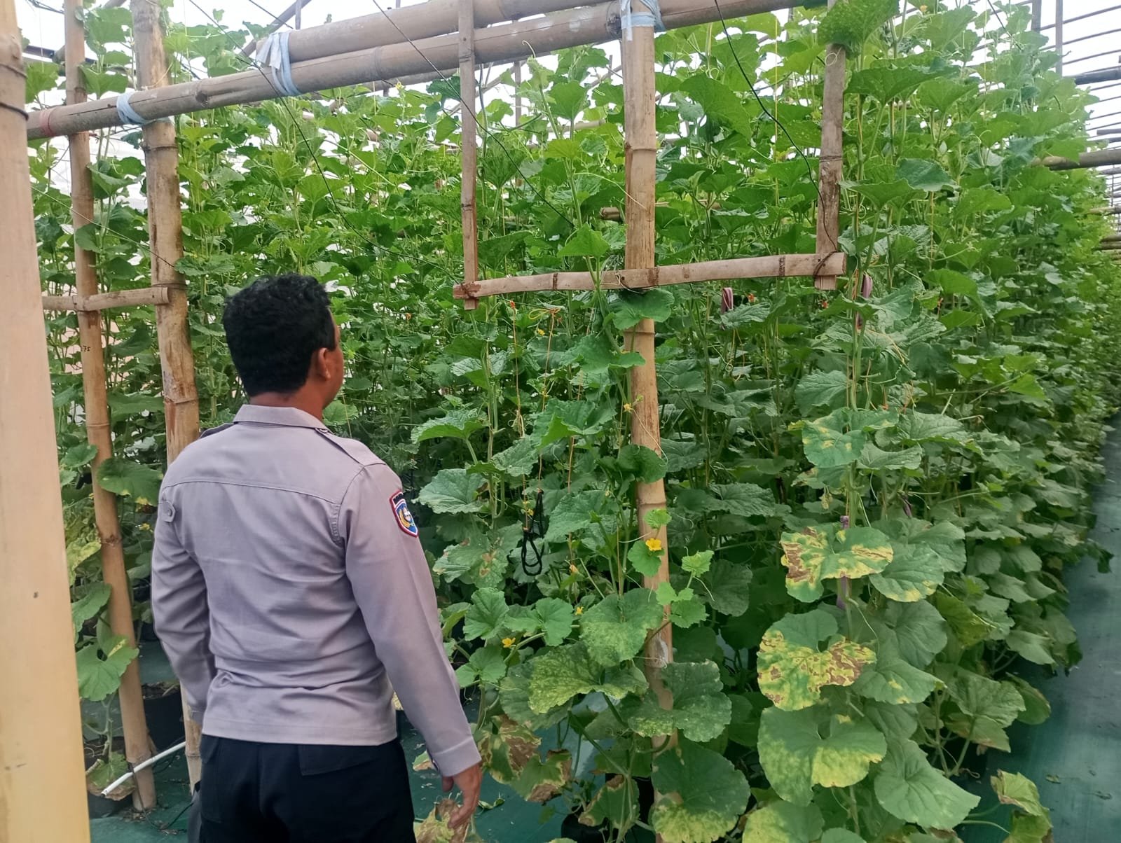 Dukung Program Ketahanan Pangan, Bhabinkamtibmas Polsek Duduksampeyan Bersinergi Petani Melon di Desa Sumengko