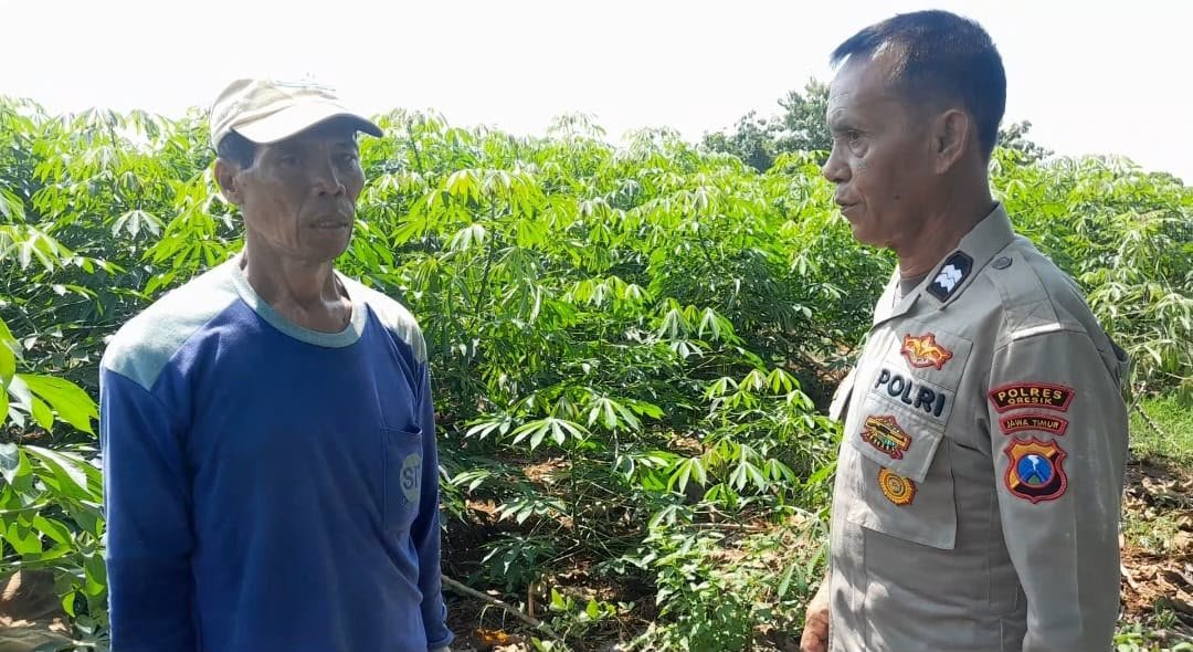 Polsek Ujungpangkah Dukung Program Ketahanan Pangan Dengan Turun Ke kebun Singkong