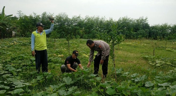Lewat Budidaya Labu, Polsek Dukun Bersama Petani Tebuwung Perkuat Ketahanan Pangan Nasional