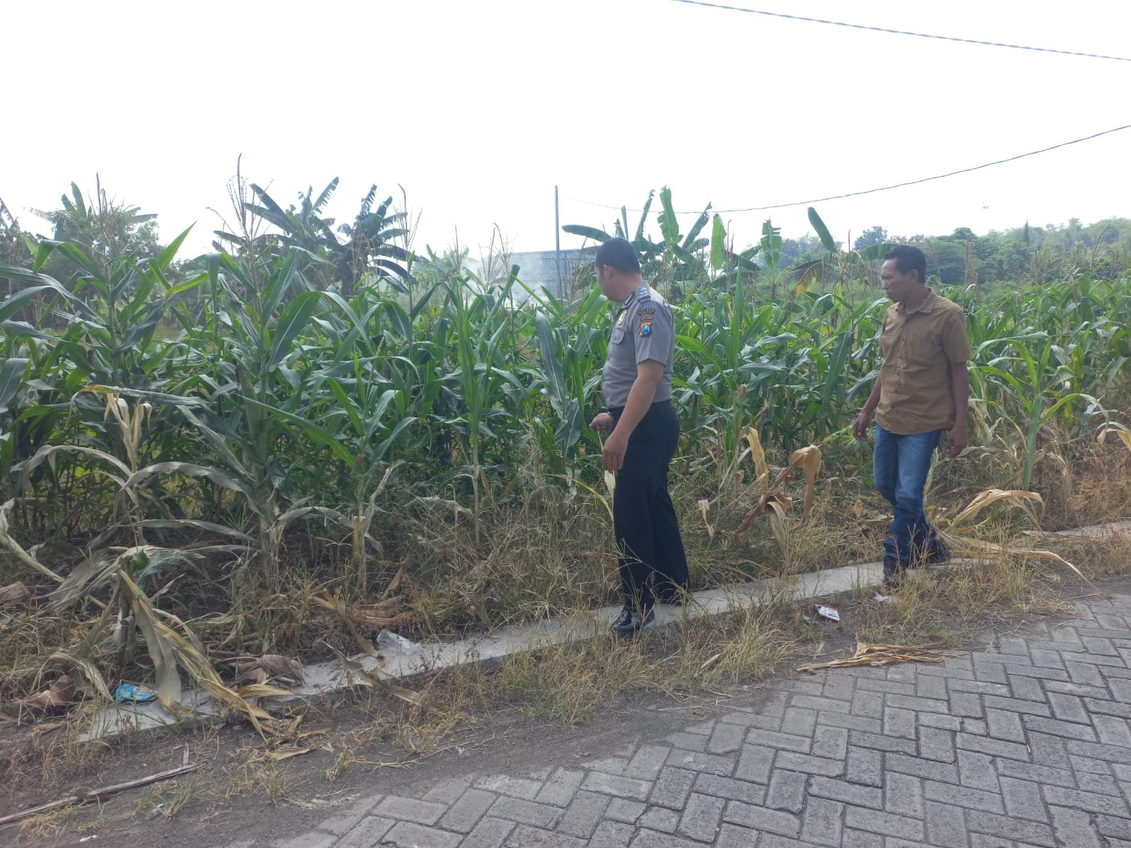 Sokong Swasembada Pangan, Polres Gresik Pantau Sektor Pertanian di Cerme