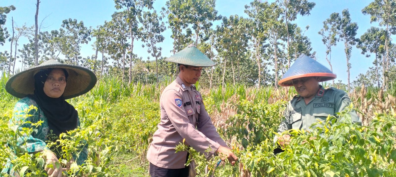 Polsek Panceng Pantau Lahan Cabai LMDH Prupuh, Wujud Nyata Polri Dukung Ketahanan Pangan