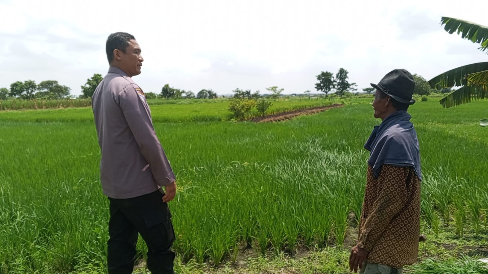 Polri Dukung Ketahanan Pangan, Personel Polres Gresik Monitoring Tanaman Padi di Balongpanggang
