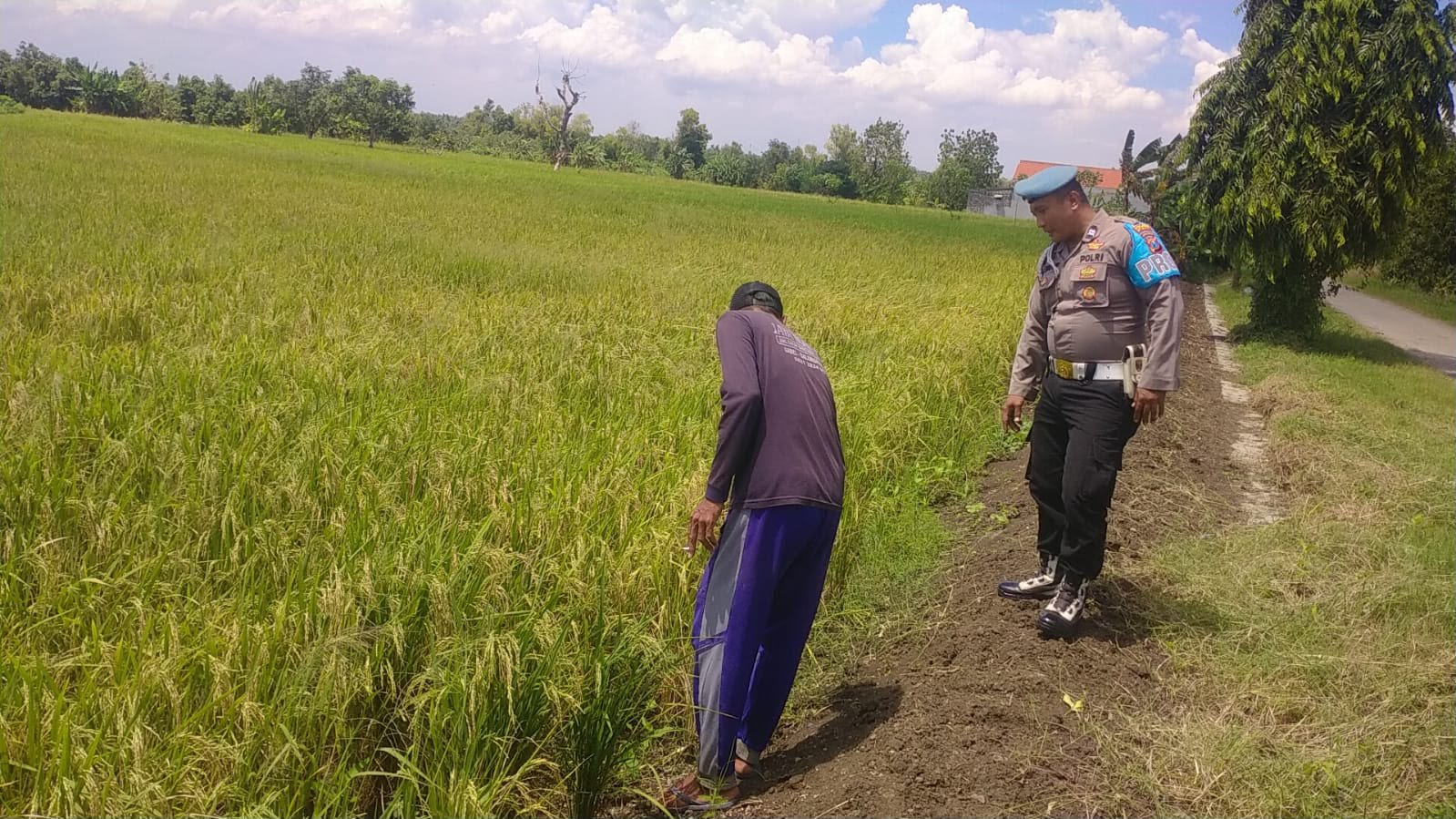 Turun ke Sawah, Bhabinkamtibmas Tanaman Padi di Babatan, Perkuat Dukungan Ketahanan Pangan Nasional