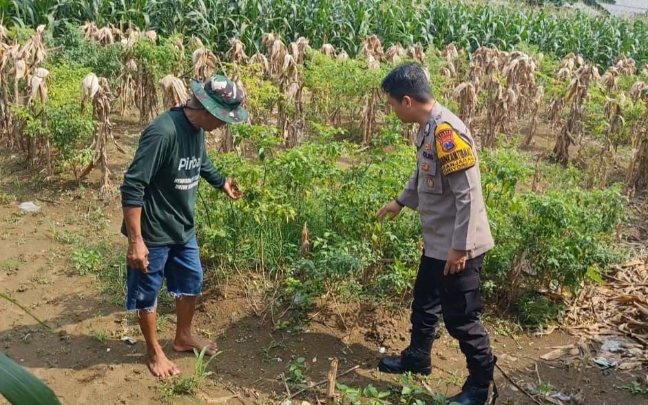 Polsek Driyorejo Pantau Tanaman Cabai di Desa Banjaran, Dukung Program Ketahanan Pangan Nasional