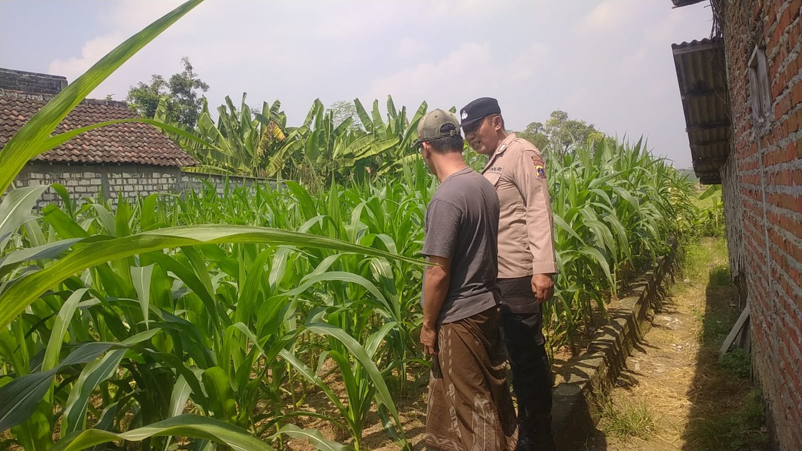 Polsek Balongpanggang Cek Tanaman Jagung di Kedungsumber, Dukung Swasembada Pangan Nasional