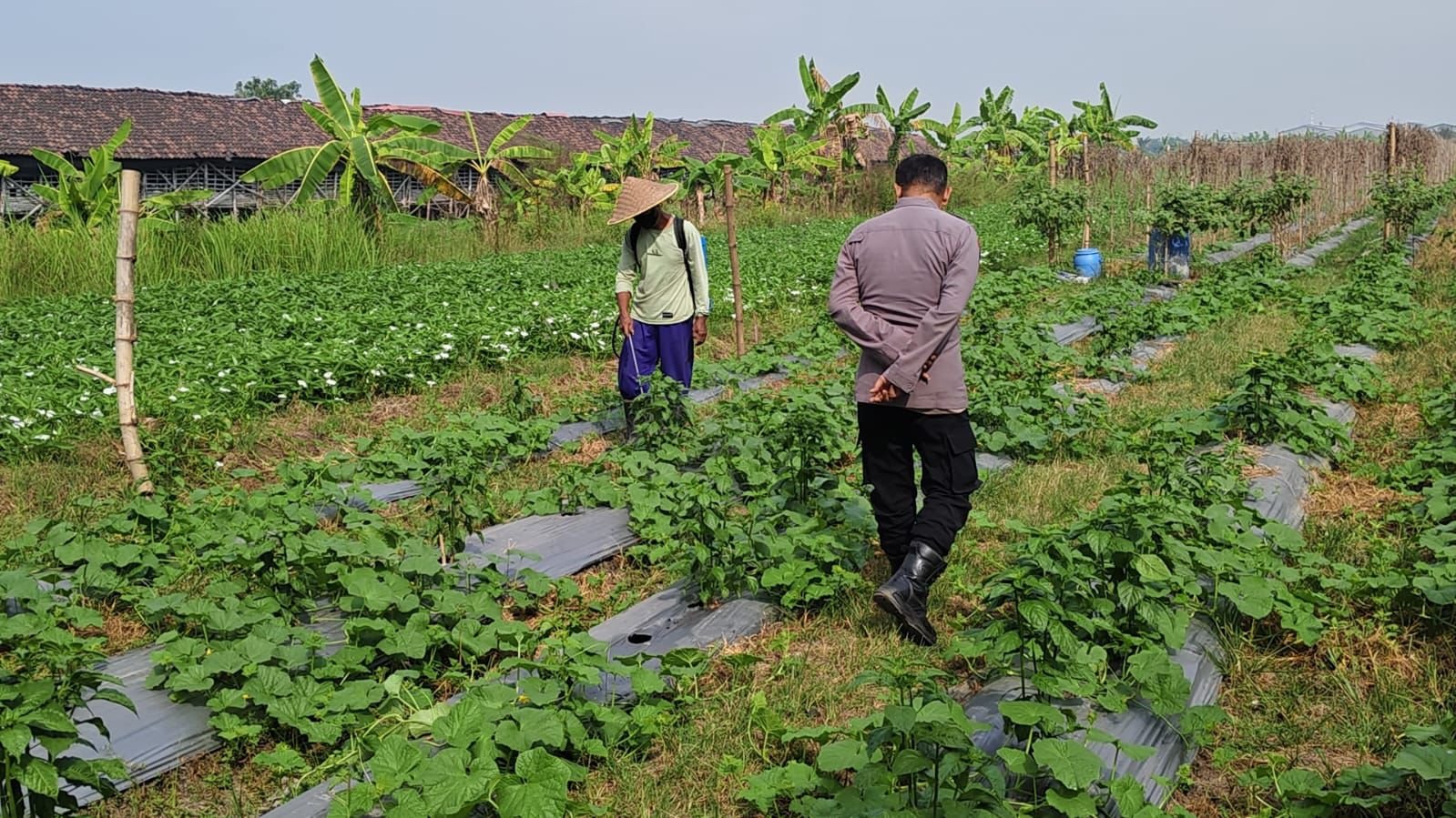 Dukung Program Ketahanan Pangan, Polsek Wringinanom Pantau Perkembangan Tanaman Timun di Desa Sumberwaru