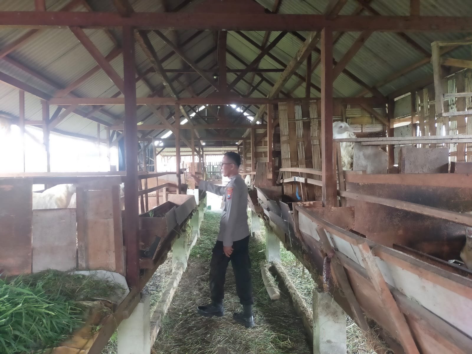 Polsek Manyar Dukung Program Ketahanan Pangan Nasional, Terjun Lakukan Pengecekan Peternakan Kambing
