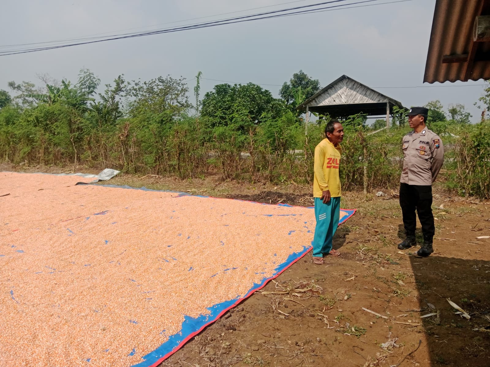 Dukung Ketahanan Pangan, Polisi Turun Langsung Cek Hasil Panen Jagung di Surowiti
