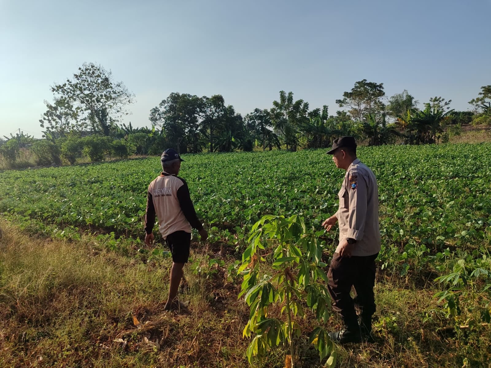 Polsek Bungah Cek Perkembangan Tanaman Kacang Hijau di Desa Melirang