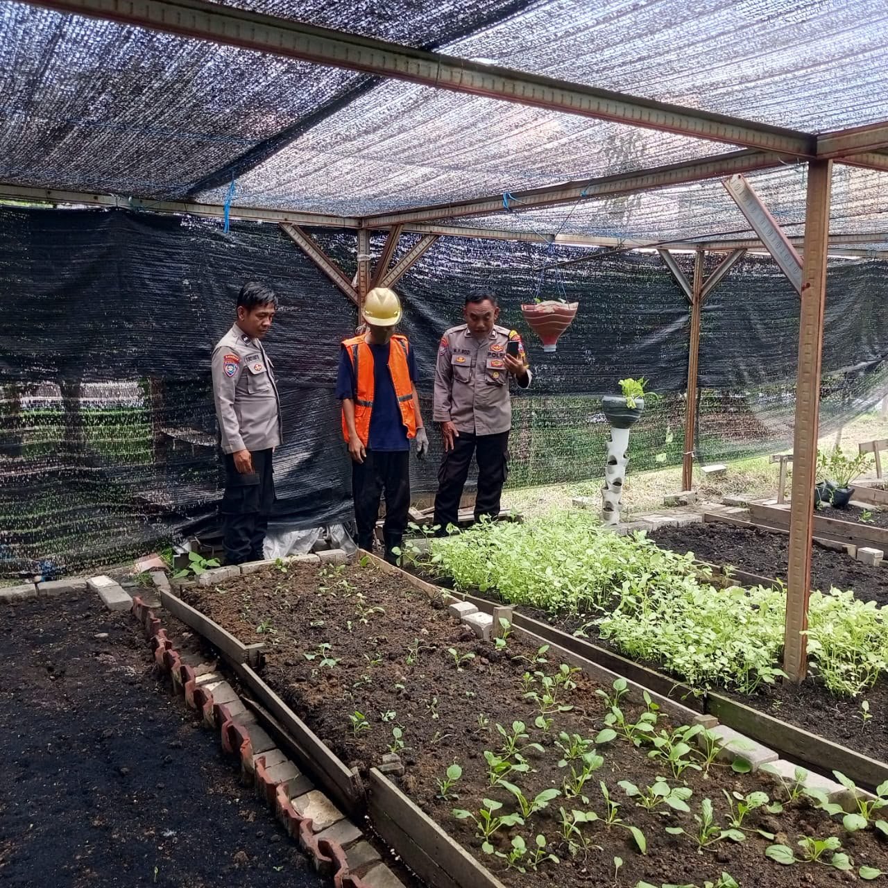 Dukung Ketahanan Pangan Nasional, Kapolsek Manyar Turun Langsung Cek Budidaya Sawi di Manyarrejo