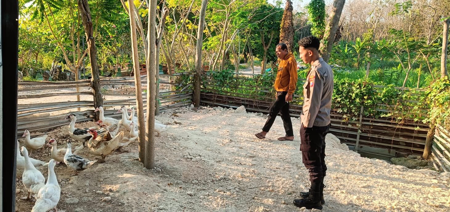 Lewat Monitoring Peternakan Bebek, Polres Gresik Perkuat Ketahanan Pangan di Panceng