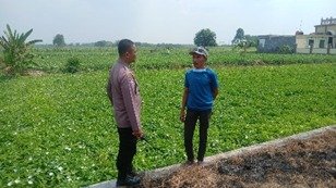 Dukung Asta Cita Presiden, Polsek Balongpanggang Pantau Tanaman Kangkung untuk Perkuat Ketahanan Pangan Nasional