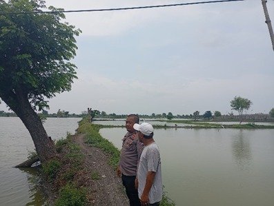 Budidaya Ikan Jadi Fokus Ketahanan Pangan, Polsek Duduksampeyan Lakukan Monitoring Rutin