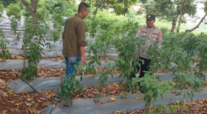 Cegah Gangguan Produksi dan Stabilkan Harga, Polsek Sidayu Pantau Lahan Cabai Milik Warga