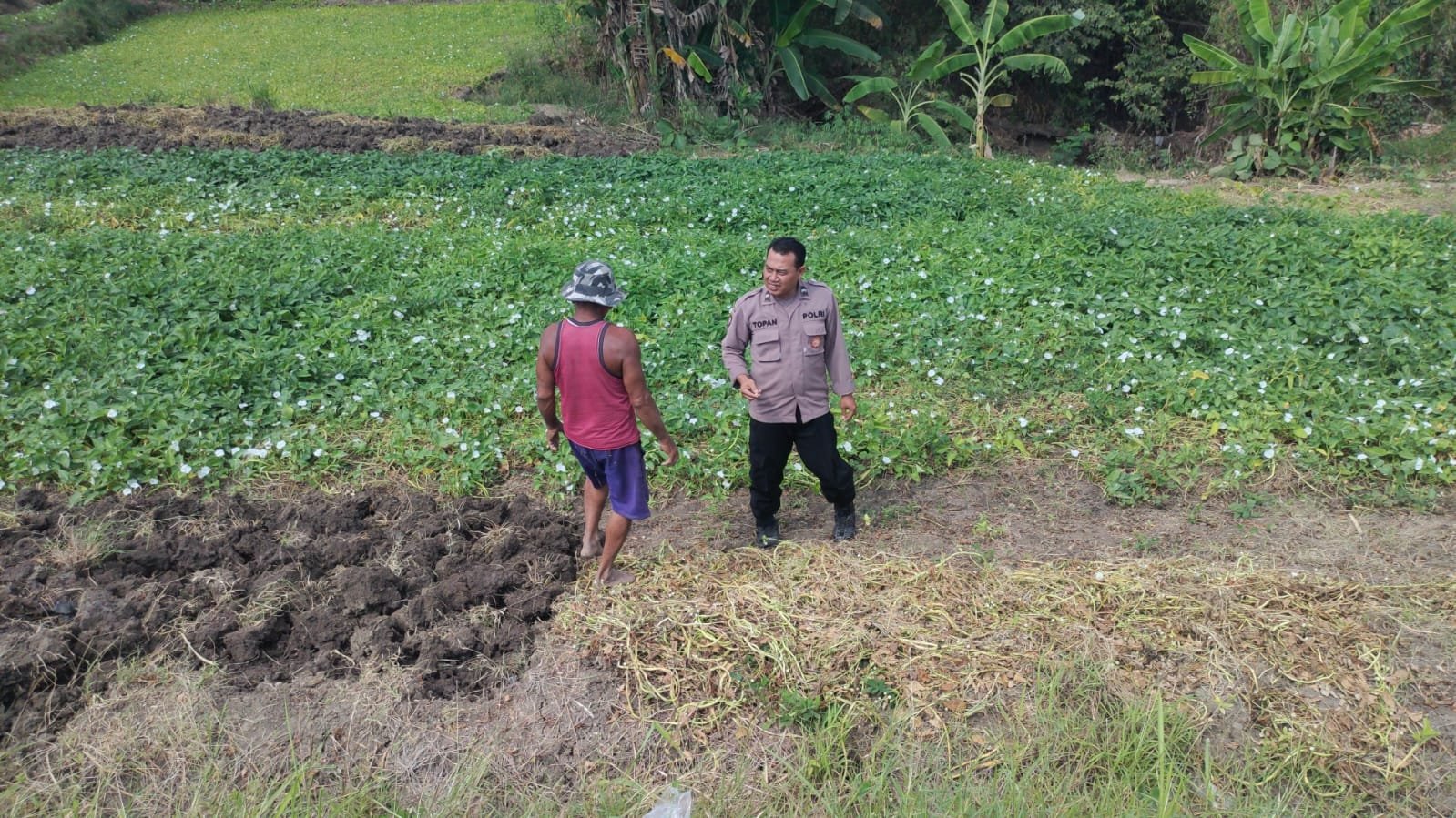 Demi Swasembada Pangan Nasional, Polsek Balongpanggang Rutin Pantau Pertumbuhan Kangkung Petani