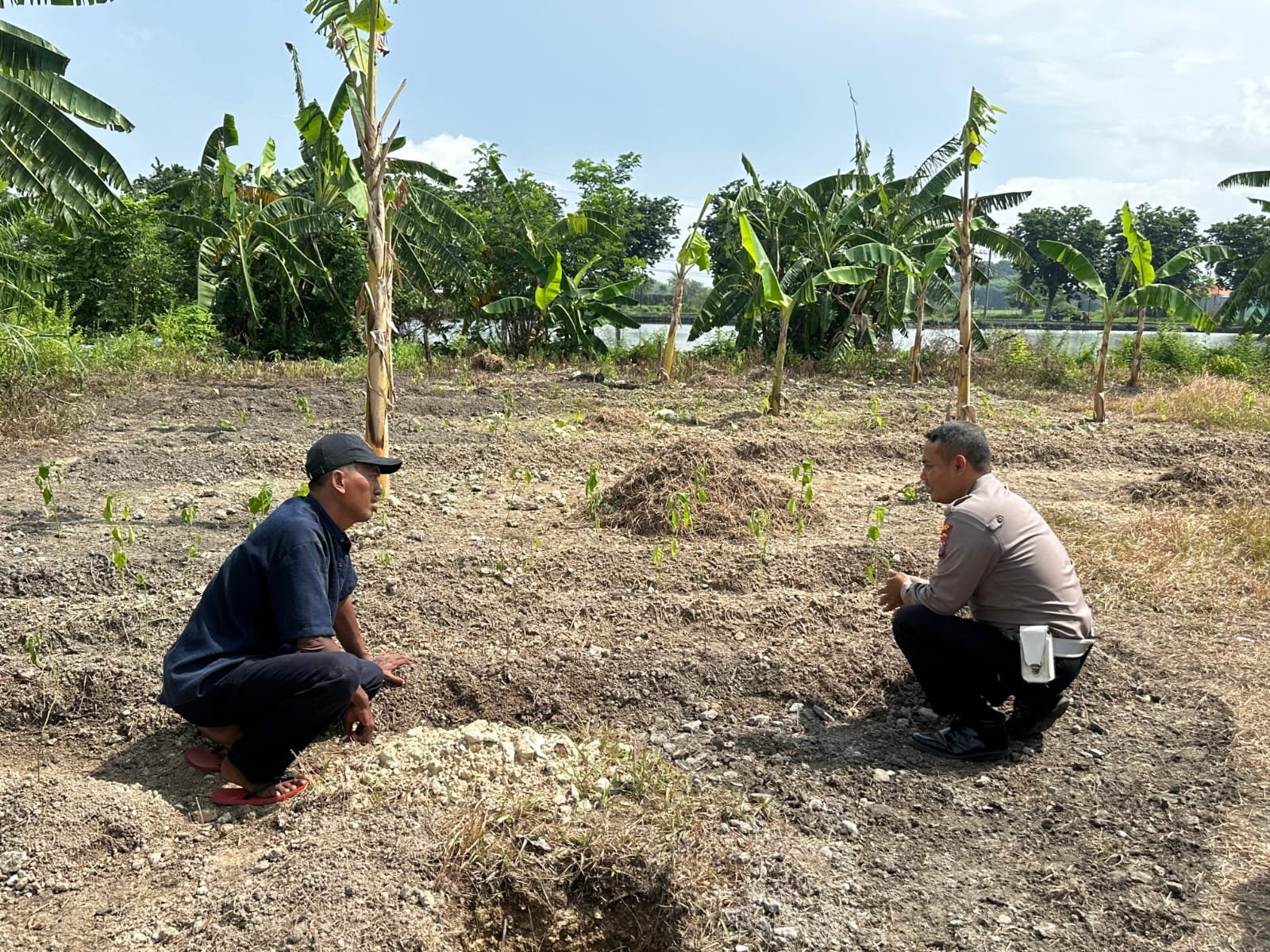 lKapolsek Kebomas Terjun ke Lahan Jagung, Pastikan Program Ketahanan Pangan Berjalan Optimal