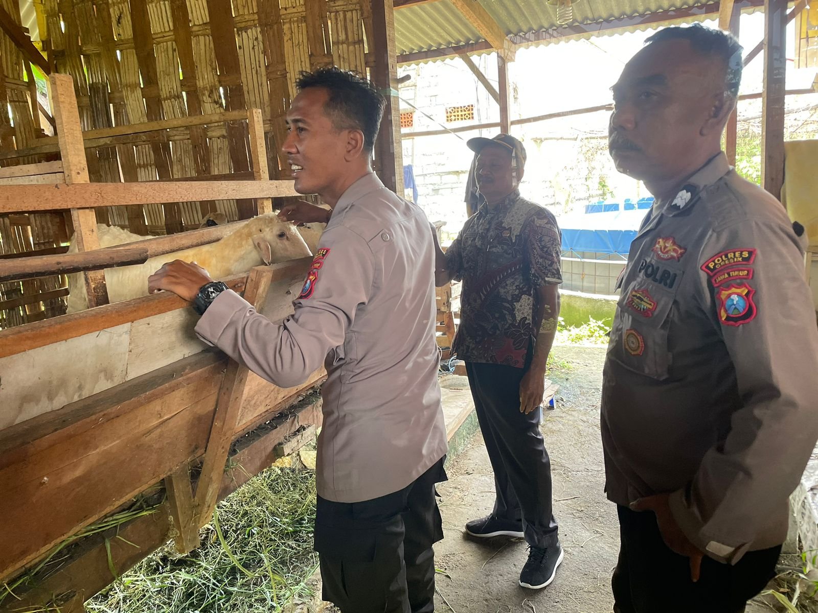 Jaga Ketahanan Pangan, Polsek Manyar Monitoring Perkembangan Ternak Kambing Warga