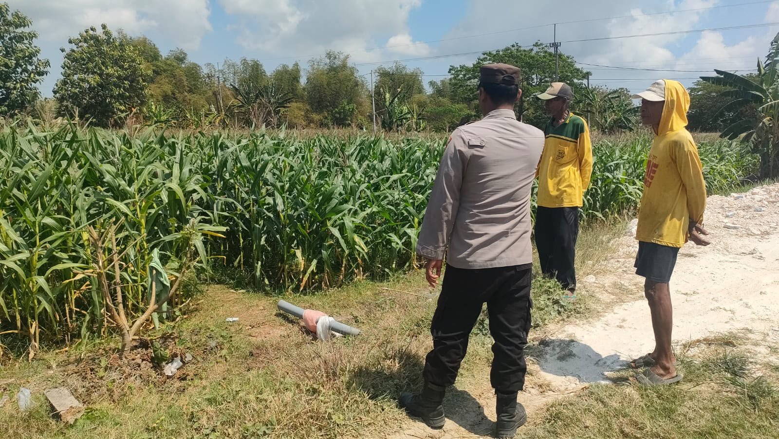 Jaga Produktivitas Pertanian, Polsek Sidayu Monitoring Tanaman Jagung di Wadeng
