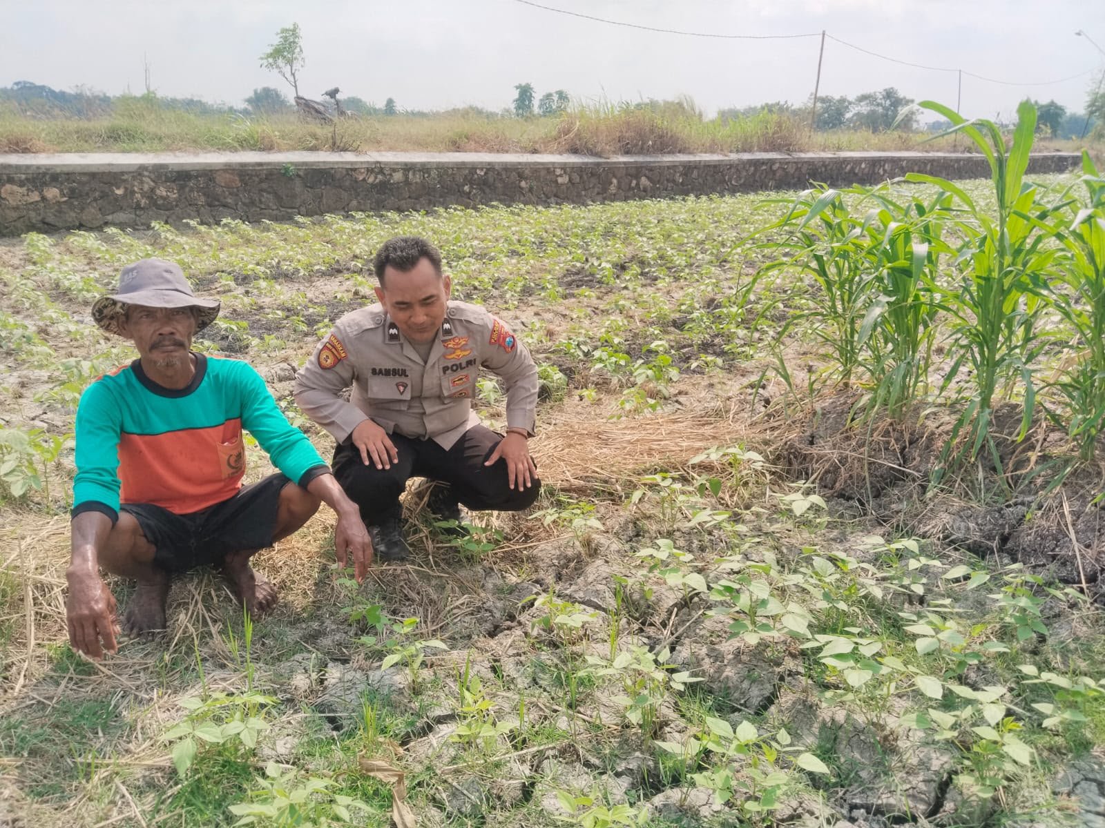 Ketahanan Pangan Diperkuat, Polsek Benjeng Pantau Budidaya Kacang Hijau di Desa Bengkelolor