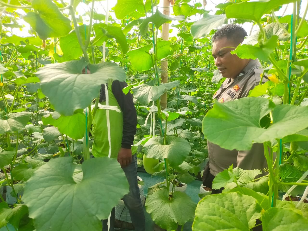 Polri Hadir Dukung Petani, Polsek Dukun Pantau Perkembangan Tanaman Melon