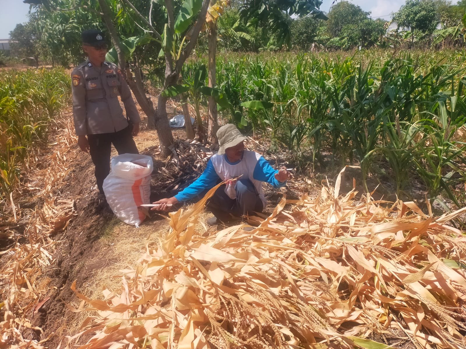Tanaman Jagung Dipantau, Polsek Manyar Perkuat Program Ketahanan Pangan
