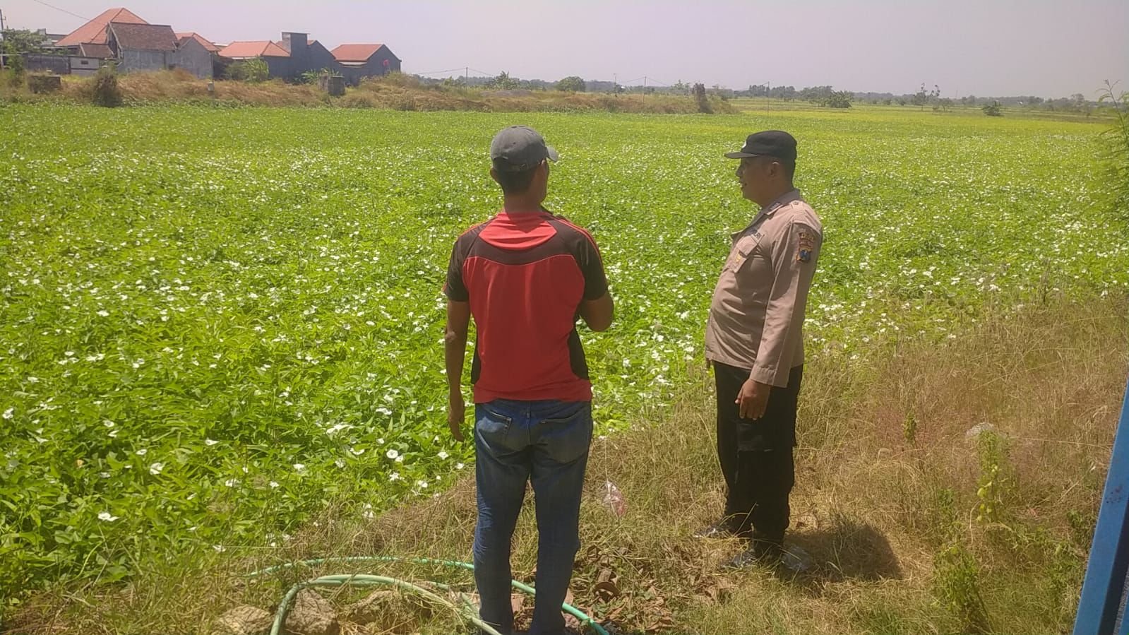 Pertanian Balongpanggang Bergerak, Polsek Turun Tangan Kawal Ketahanan Pangan