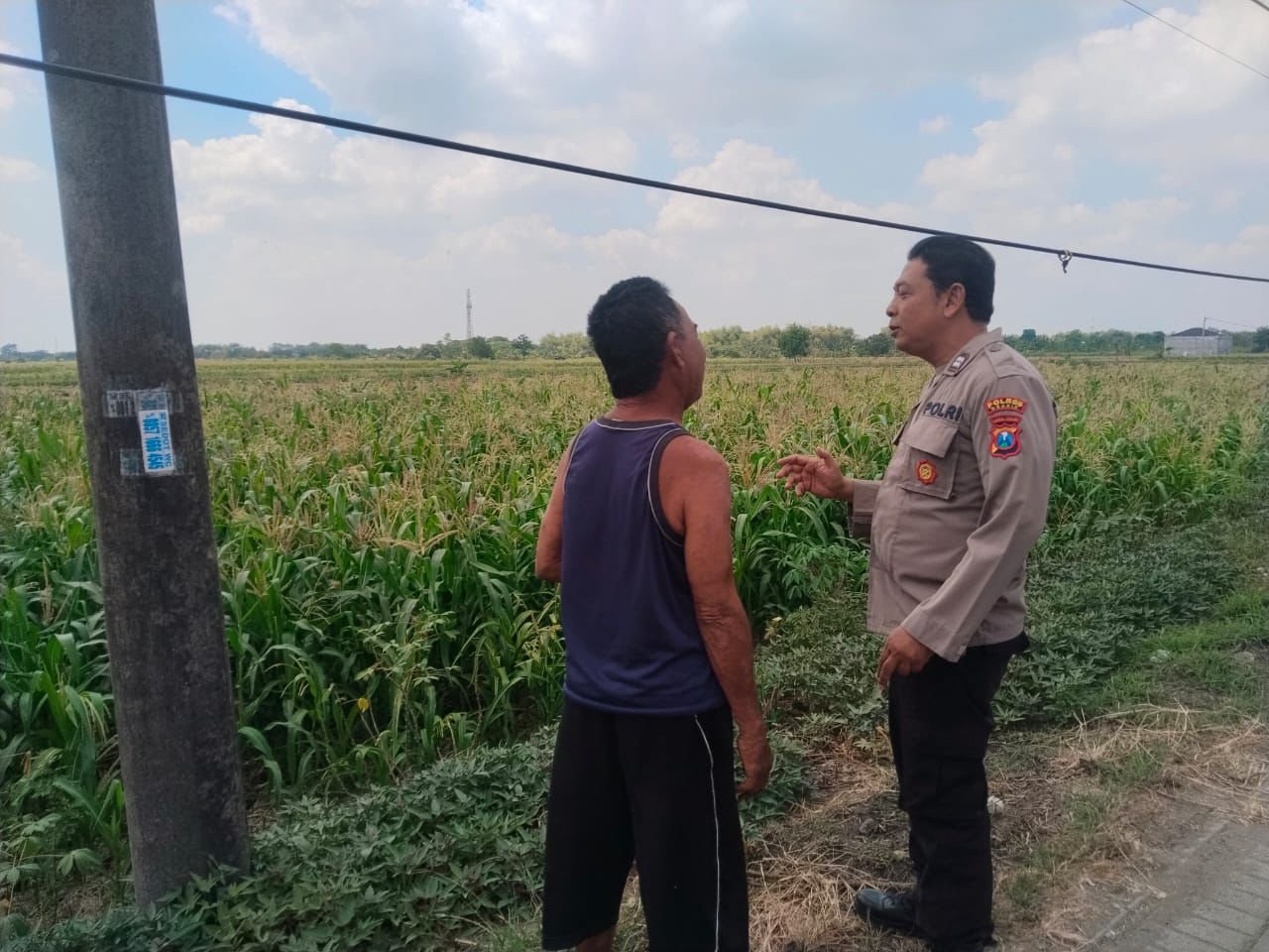 Jaga Produktivitas Pertanian, Polsek Benjeng Pantau Lahan Jagung di Sirnoboyo