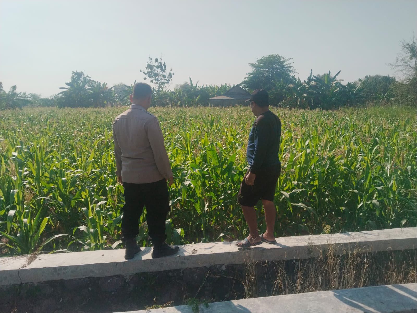Polri Hadir Dukung Petani, Polsek Benjeng Pantau Pertumbuhan Jagung di Sirnoboyo