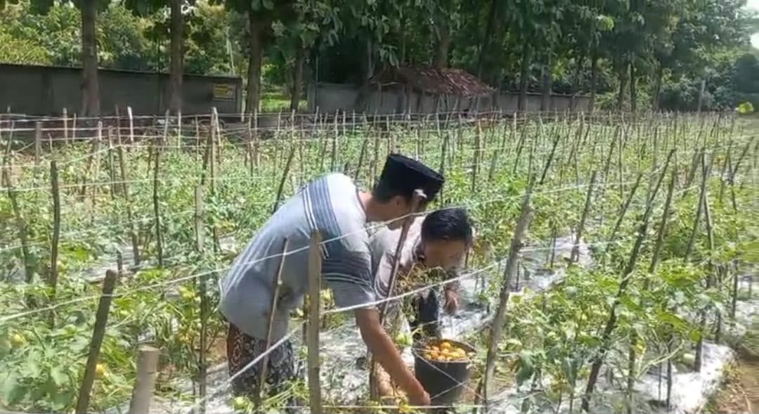 Polsek Ujungpangkah Dorong Optimalisasi Lahan Produktif Lewat Budidaya Tanaman Tomat