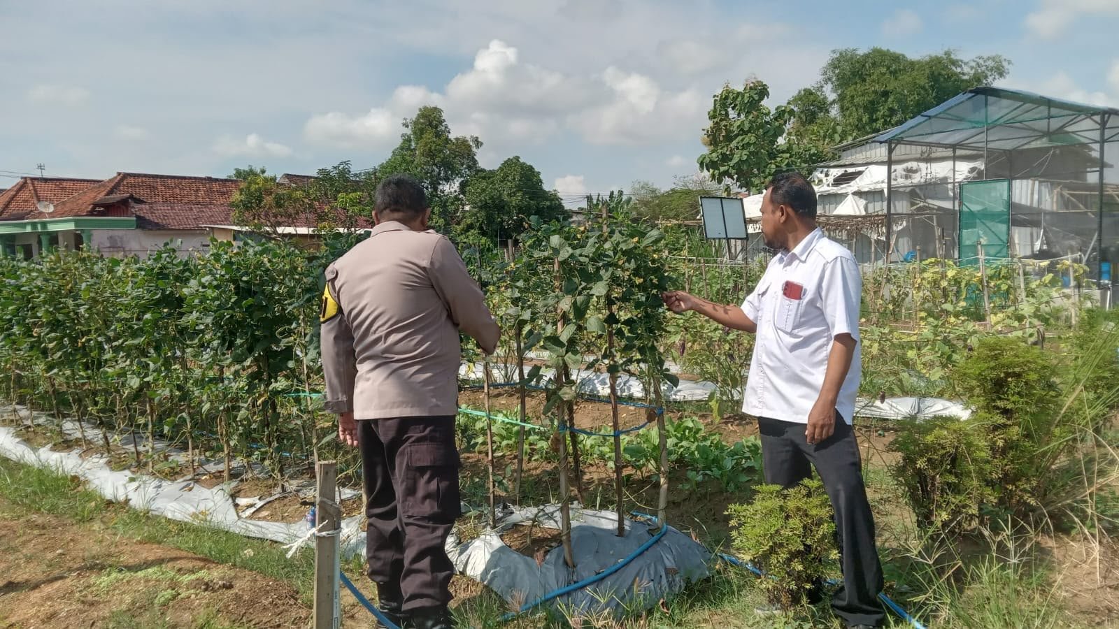 Jaga Ketahanan Pangan, Polsek Cerme Cek Budidaya Kacang Panjang di Desa Lengkong