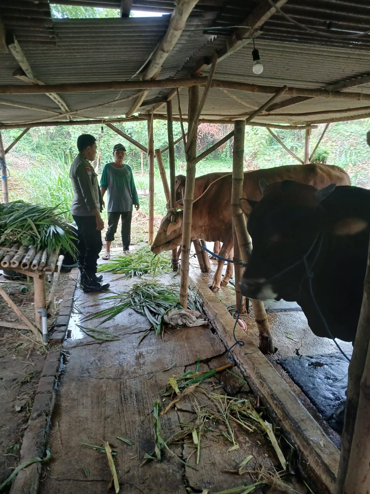Dari Mojowuku, Polsek Kedamean Dukung Ketahanan Pangan Melalui Peternakan Sapi
