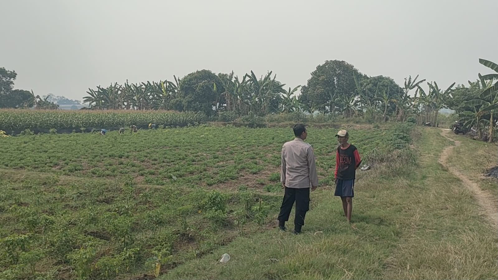 Dukung Swasembada Pangan, Polsek Sidayu Pantau Tanaman Cabai di Desa Wadeng