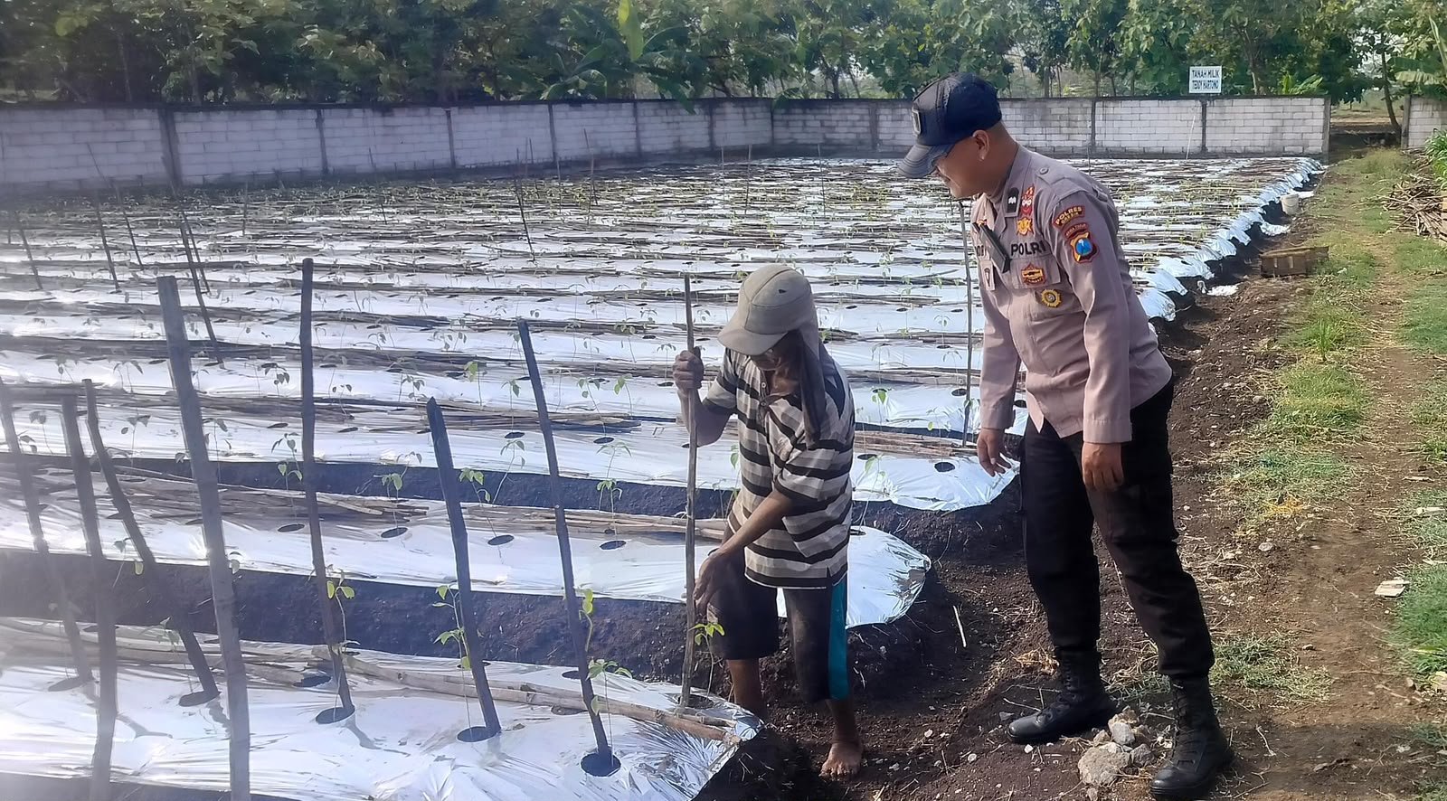 Dukung Pangan Berkelanjutan, Polsek Menganti Cek Tanaman Lombok di Desa Bringkang