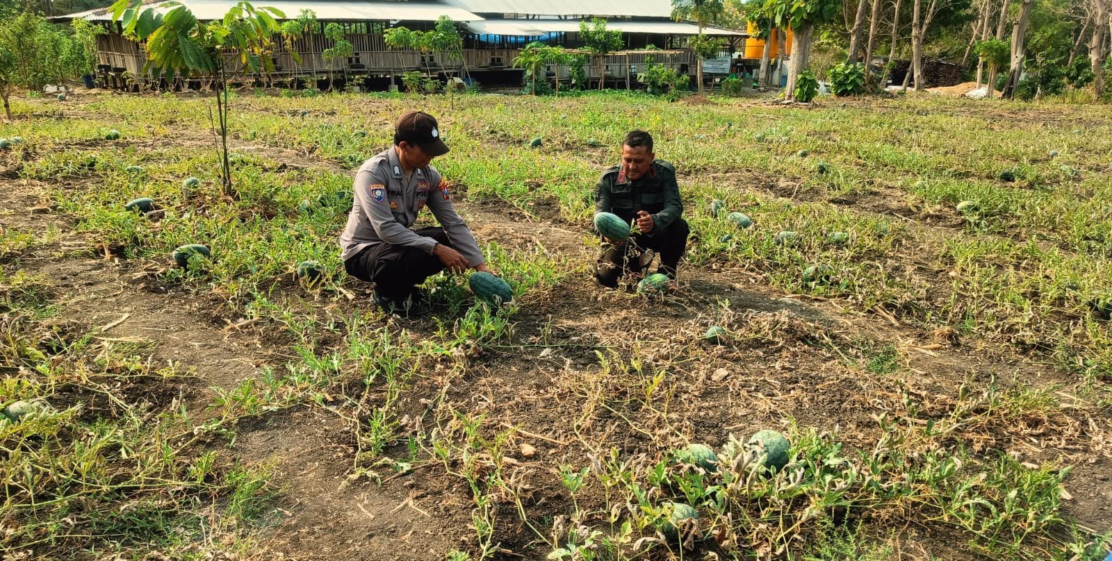 Jaga Produktivitas Pertanian, Polsek Panceng Pantau Perkembangan Tanaman Semangka