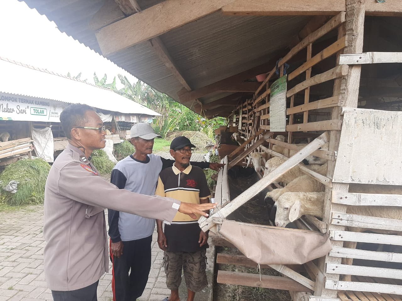 Perkuat Ketahanan Pangan, Polsek Kebomas Cek Kesehatan dan Pemeliharaan Kambing