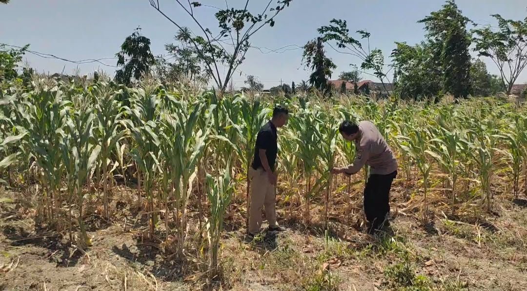 Ketahanan Pangan Jadi Perhatian, Polsek Balongpanggang Pantau Tanaman Jagung