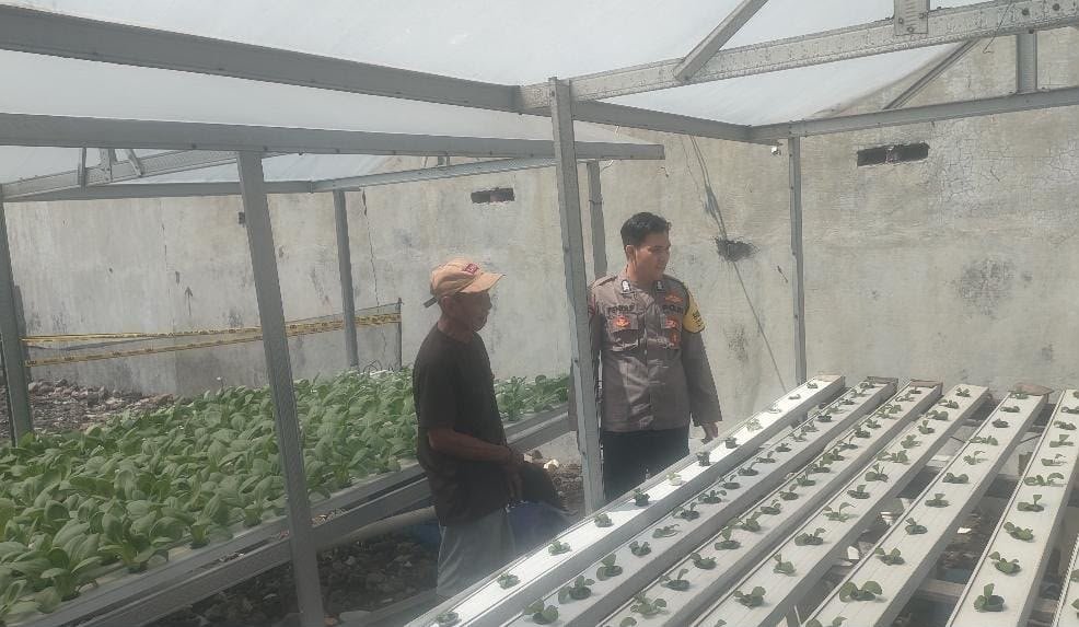 Dukung Pangan Berkelanjutan, Polsek Driyorejo Pantau Lahan Sawi di Krikilan