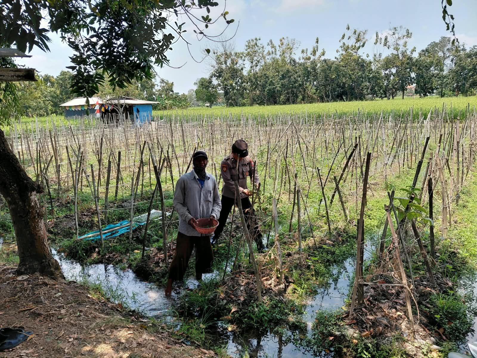 Dukung Program Pemerintah, Polsek Sidayu Aktif Pantau Budidaya Melon Warga