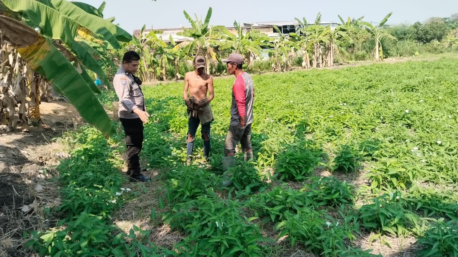 Dari Kalipadang untuk Ketahanan Pangan, Polsek Benjeng Lakukan Pemantauan Tanaman Kangkung