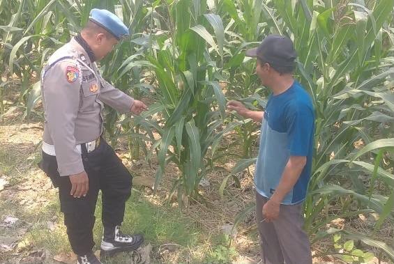 Polri Hadir Dukung Petani, Polsek Balongpanggang Cek Tanaman Jagung di Desa Dapet
