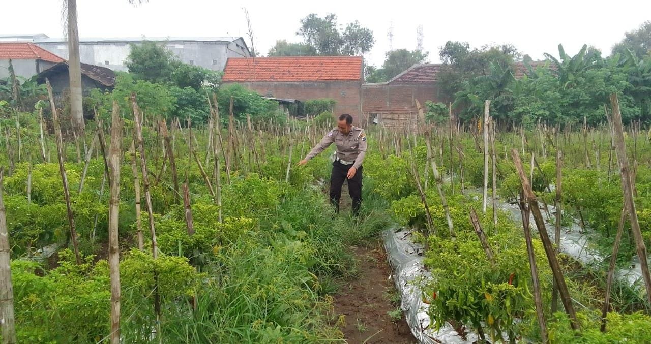 Jaga Produktivitas Pertanian, Polsek Menganti Lakukan Pengecekan Tanaman Cabai di Bringkang
