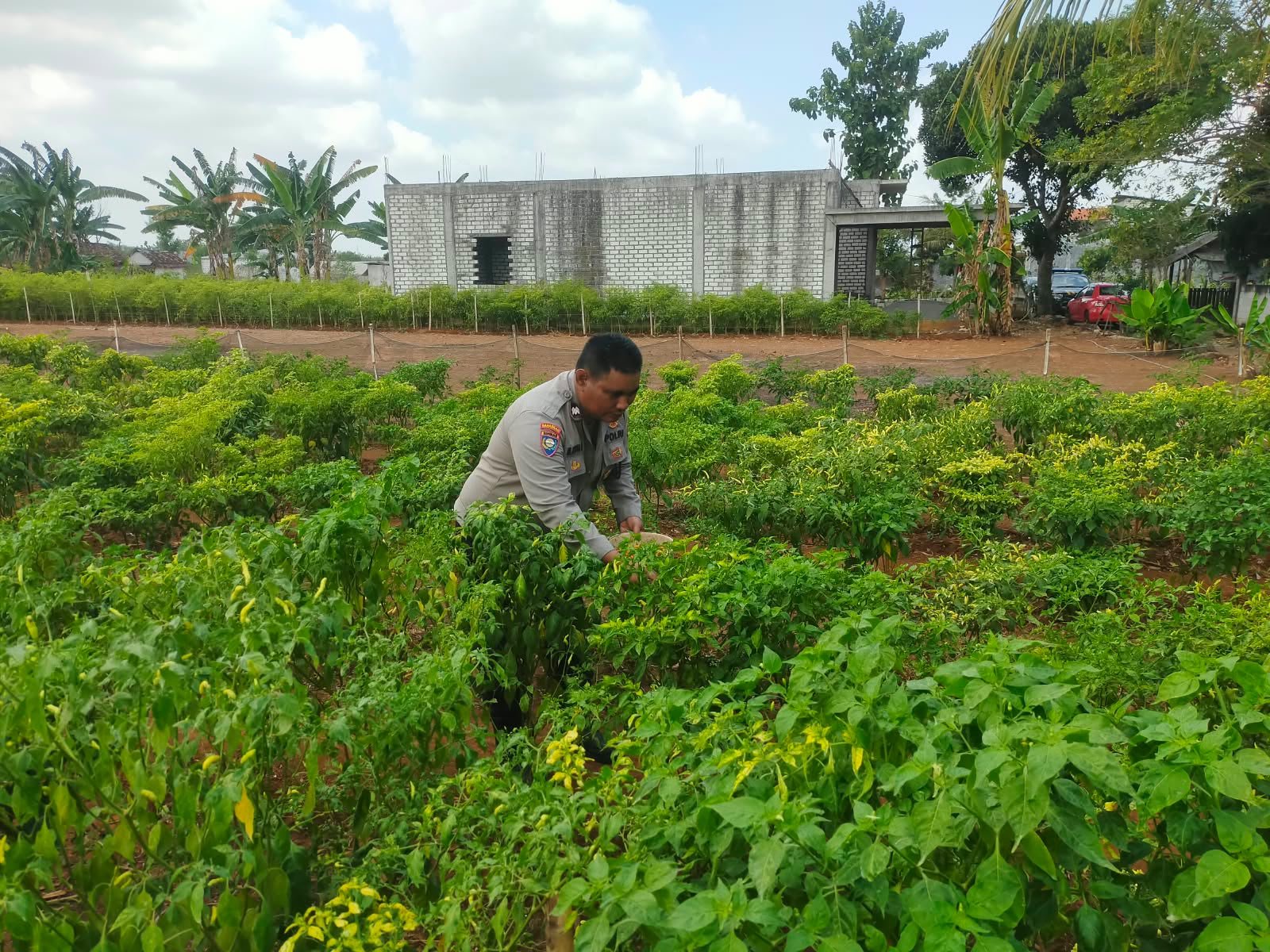 Jaga Produktivitas Pertanian, Polsek Dukun Pantau Pertumbuhan Cabai di Wilayah Kecamatan Dukun