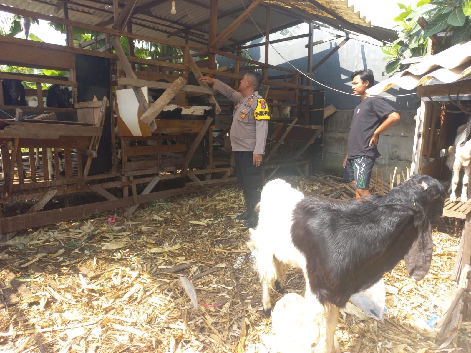 Wujudkan Ketahanan Pangan Berkelanjutan, Polsek Cerme Cek Peternakan Kambing